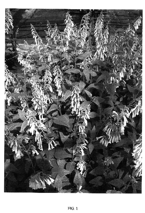Figure 1 of US plant patent PP18376, the photograph of CROYELSOV printed in the patent.