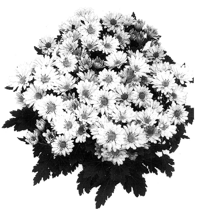 Figure 1 of US plant patent PP18377, the photograph of GG GOSUN 05 printed in the patent.