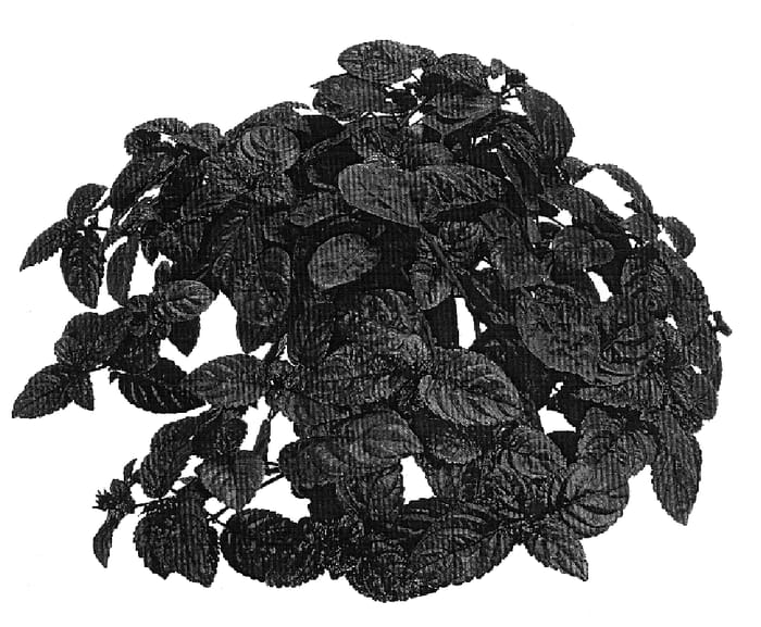 Figure 1 of US plant patent PP18378, the photograph of ATN IM 5 printed in the patent.