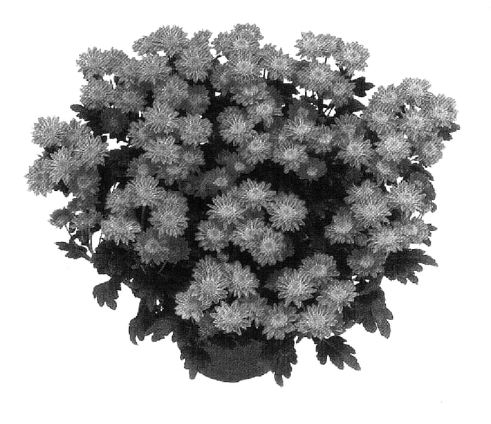 Figure 1 of US plant patent PP18379, the photograph of GG GOFRT 05 printed in the patent.