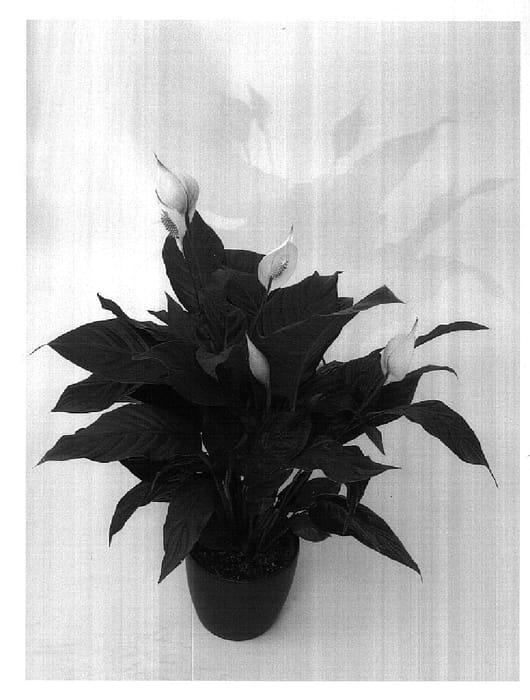 Figure 1 of US plant patent PP18380, the photograph of Sweet Silvio printed in the patent.