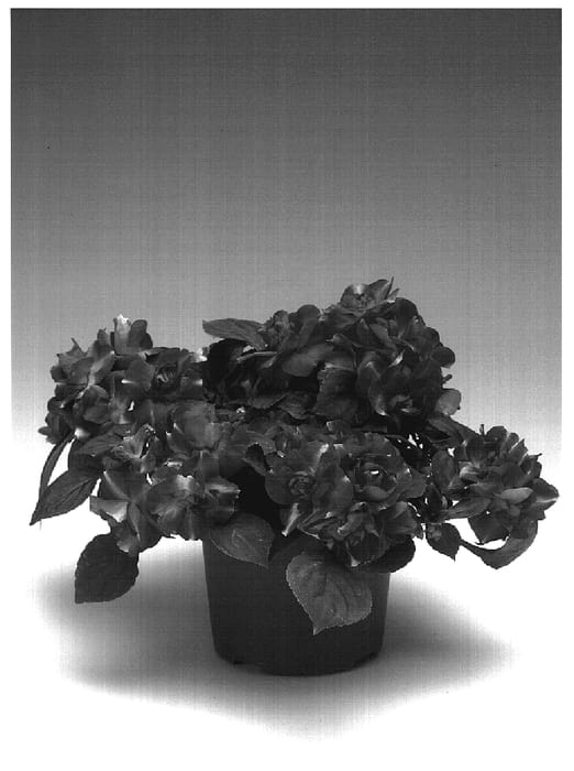 Figure 1 of US plant patent PP18381, the photograph of Imdobicre printed in the patent.