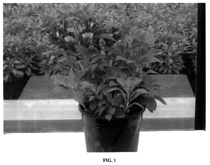Figure 1 of US plant patent PP18382, the photograph of Konpulse printed in the patent.
