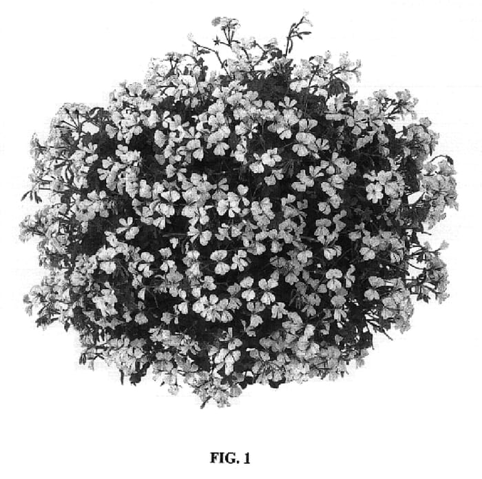 Figure 1 of US plant patent PP18383, the photograph of Fisnow printed in the patent.