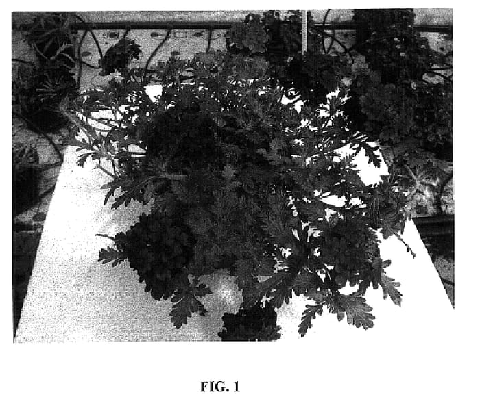 Figure 1 of US plant patent PP18384, the photograph of Rap Viotwo printed in the patent.