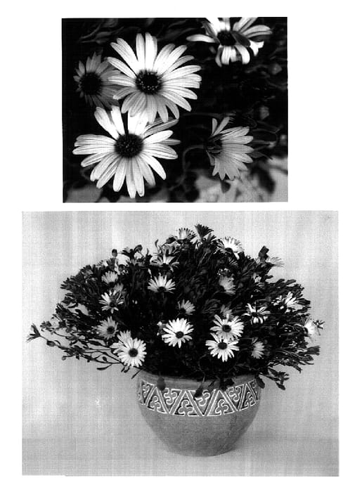 Figure 1 of US plant patent PP18385, the photograph of Sunny Dark Amanda printed in the patent.