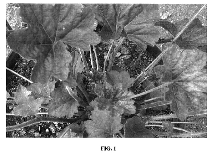 Figure 1 of US plant patent PP18386, the photograph of Mocha printed in the patent.