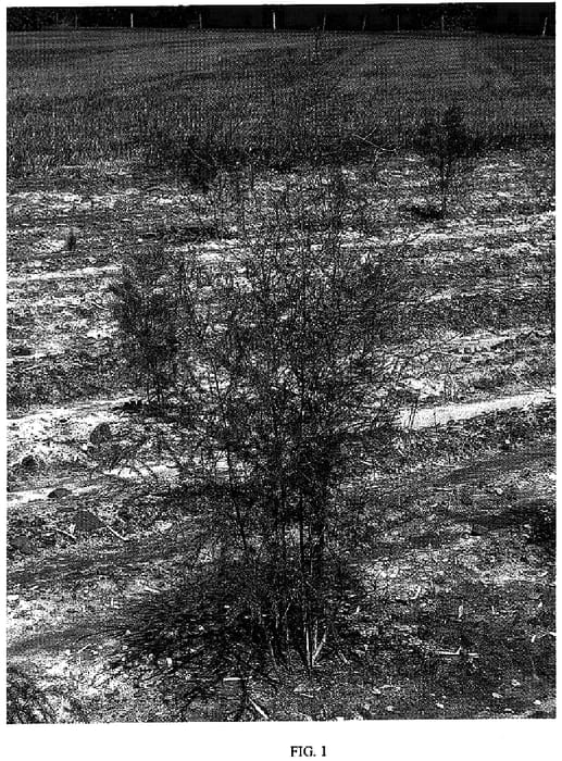 Figure 1 of US plant patent PP18387, the photograph of NJ22-34 printed in the patent.
