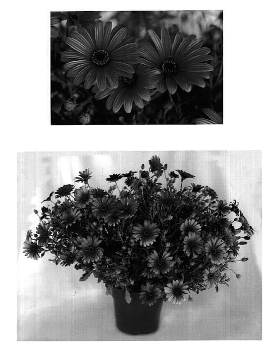 Figure 1 of US plant patent PP18388, the photograph of Sunny Davina printed in the patent.