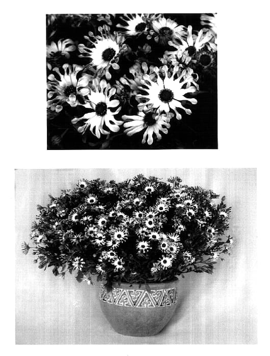 Figure 1 of US plant patent PP18389, the photograph of Sunny Victoria printed in the patent.