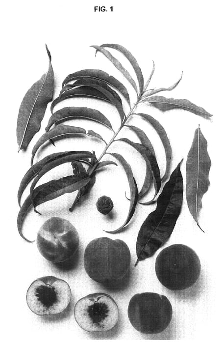 Figure 1 of US plant patent PP18390, the photograph of GP45-11 printed in the patent.