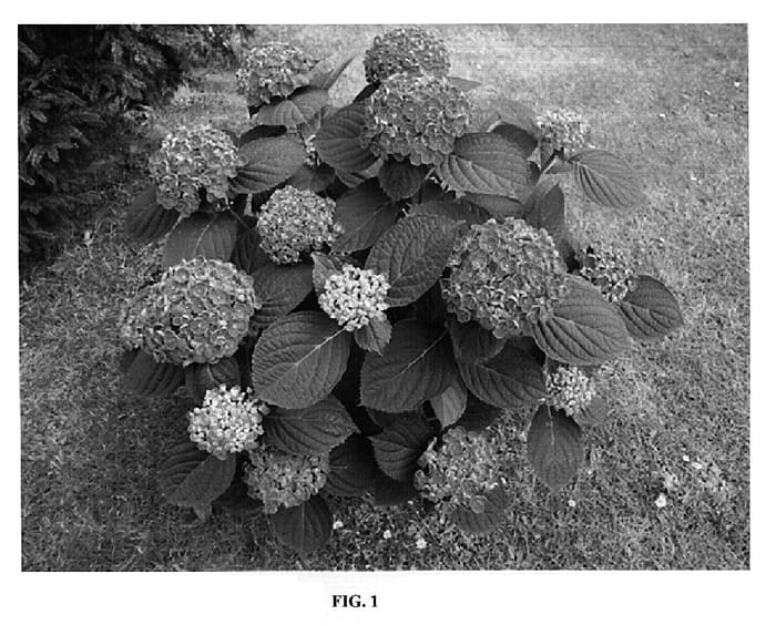 Figure 1 of US plant patent PP18391, the photograph of Hopcorn printed in the patent.
