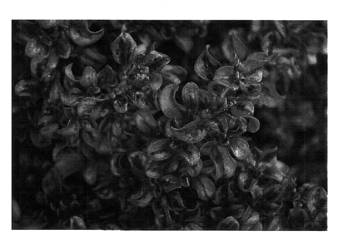 Figure 1 of US plant patent PP18392, the photograph of Tequila Sunrise printed in the patent.