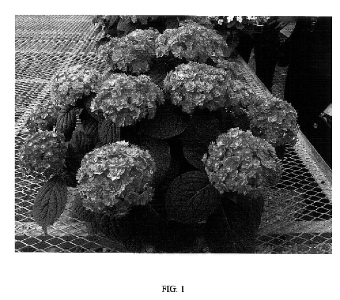 Figure 1 of US plant patent PP18393, the photograph of RIE 06 printed in the patent.