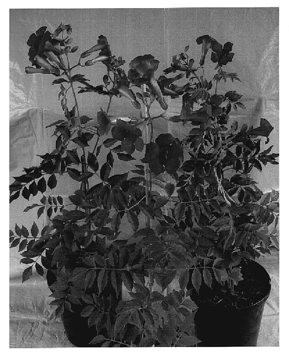 Figure 1 of US plant patent PP18394, the photograph of HOMR printed in the patent.