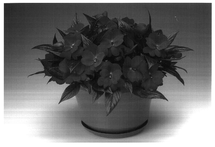 Figure 1 of US plant patent PP18395, the photograph of Ingcarreb printed in the patent.