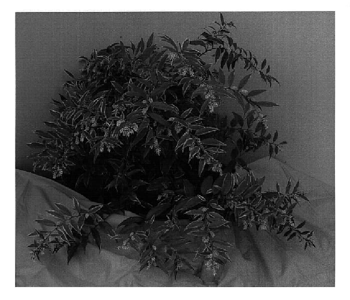 Figure 1 of US plant patent PP18396, the photograph of HOWW printed in the patent.