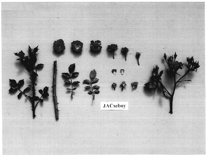 Figure 1 of US plant patent PP18397, the photograph of JACseboy printed in the patent.