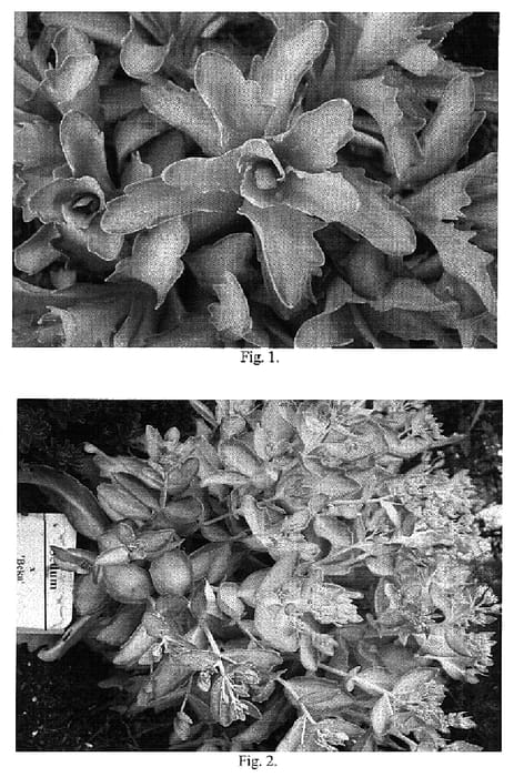 Figure 1 of US plant patent PP18398, the photograph of Beka printed in the patent.
