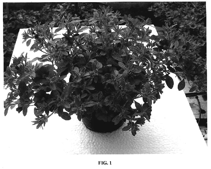 Figure 1 of US plant patent PP18399, the photograph of Cal Bulrose printed in the patent.