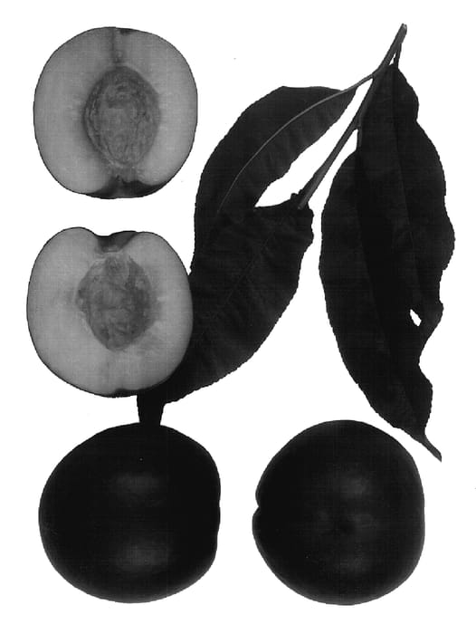 Figure 1 of US plant patent PP18400, the photograph of Honey Lite printed in the patent.