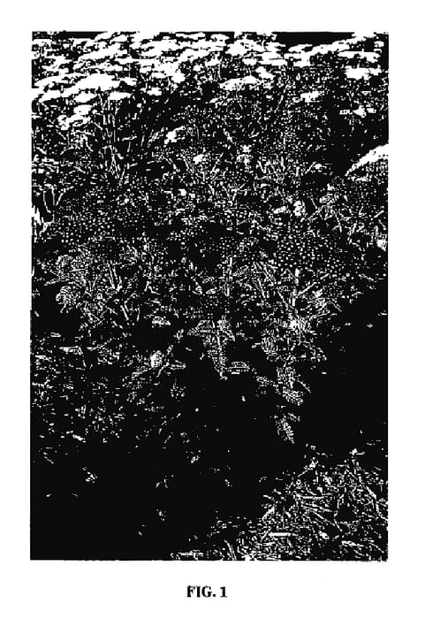 Figure 1 of US plant patent PP18401, the photograph of Strawberry Seduction printed in the patent.