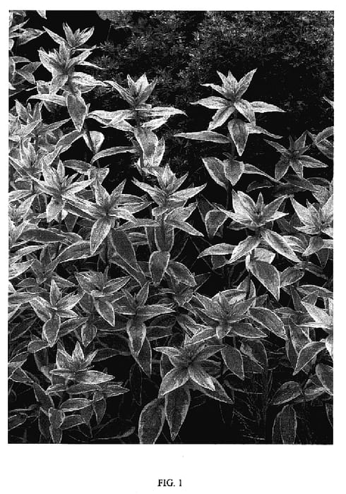Figure 1 of US plant patent PP18402, the photograph of LISHAL printed in the patent.