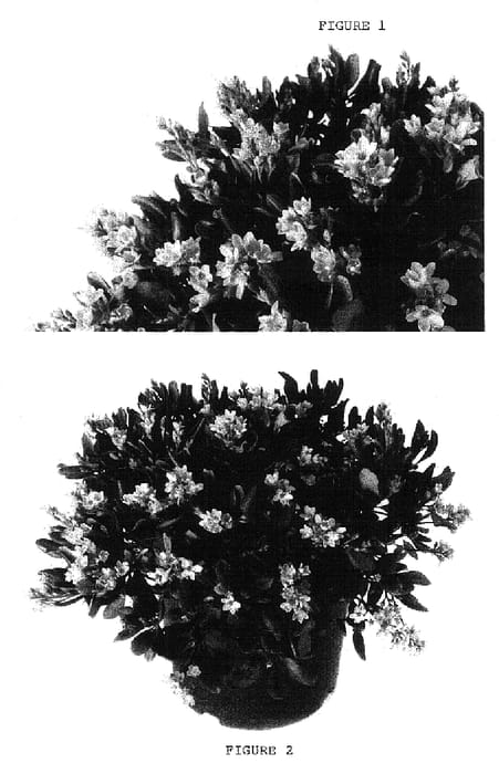 Figure 1 of US plant patent PP18403, the photograph of Sodark printed in the patent.
