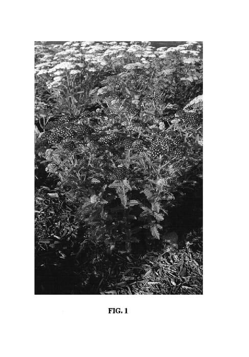 Figure 1 of US plant patent PP18404, the photograph of JENthree printed in the patent.