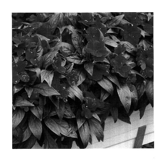 Figure 1 of US plant patent PP18405, the photograph of KLENI05080 printed in the patent.