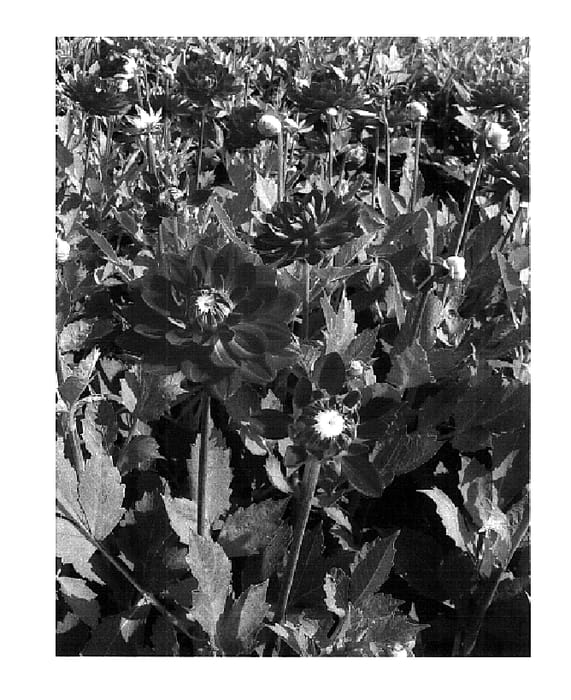 Figure 1 of US plant patent PP18406, the photograph of Karma Irene printed in the patent.