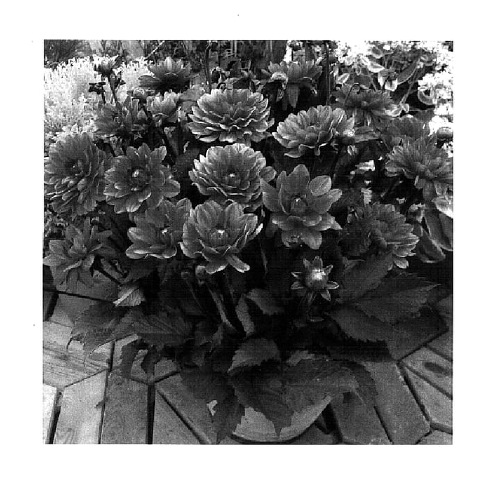 Figure 1 of US plant patent PP18407, the photograph of Melody Fanfare printed in the patent.