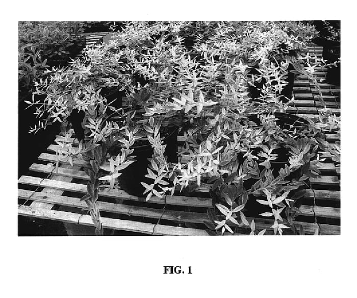 Figure 1 of US plant patent PP18408, the photograph of Stardust printed in the patent.
