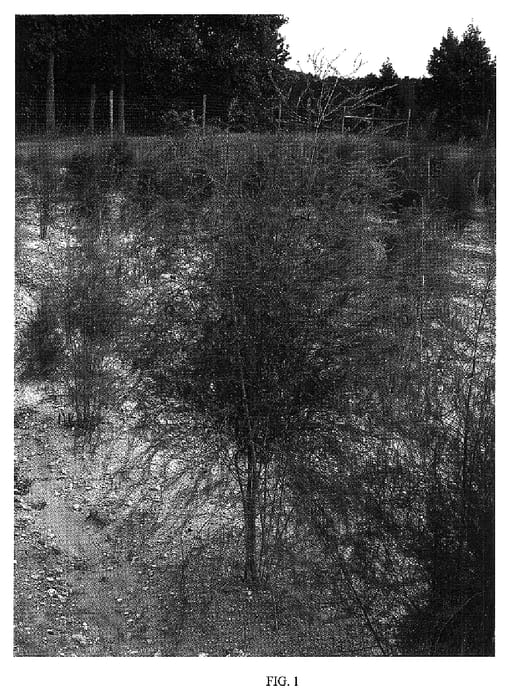 Figure 1 of US plant patent PP18409, the photograph of NJ44P printed in the patent.