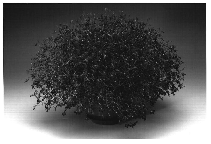 Figure 1 of US plant patent PP18410, the photograph of Lobmounlila printed in the patent.