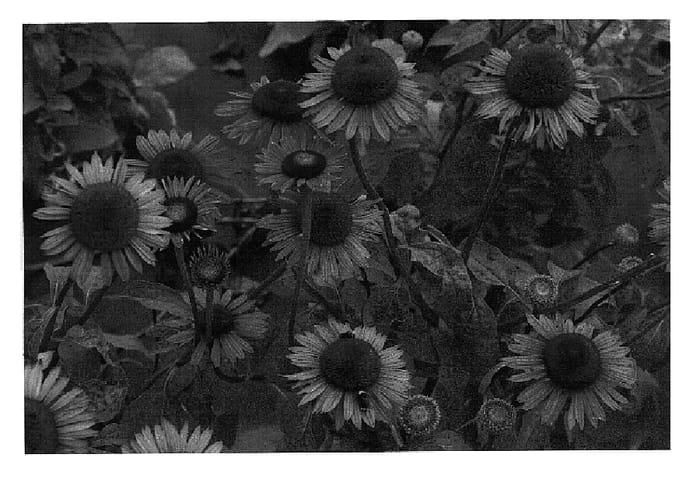 Figure 1 of US plant patent PP18412, the photograph of Mars printed in the patent.