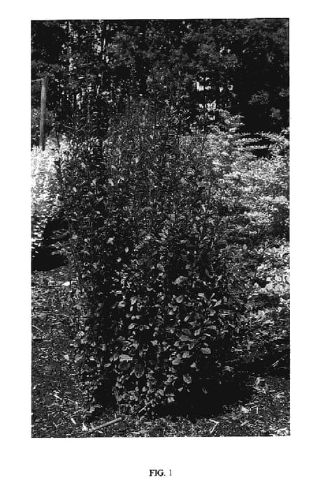 Figure 1 of US plant patent PP18413, the photograph of ROSY ROCKET printed in the patent.