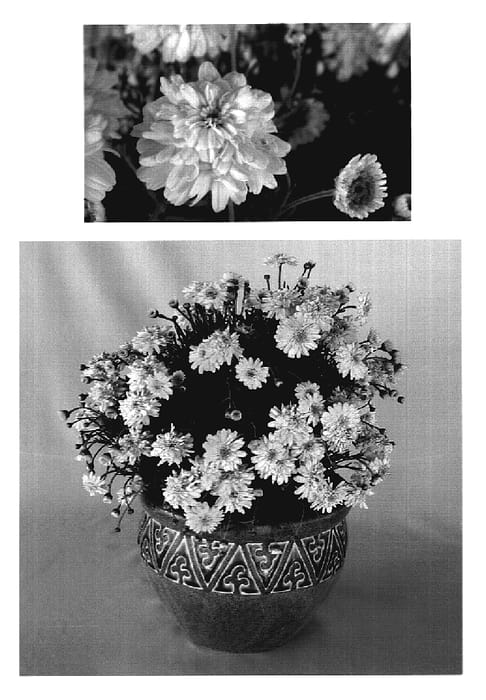 Figure 1 of US plant patent PP18414, the photograph of Cotton Candy printed in the patent.