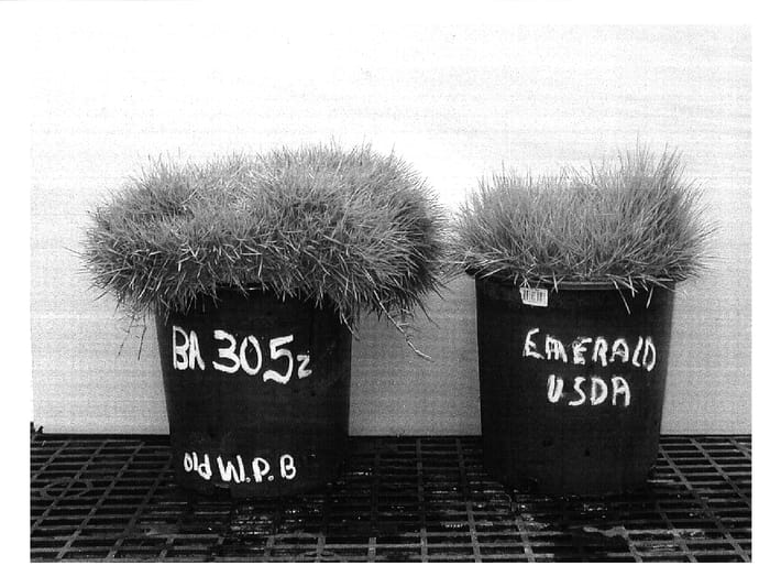 Figure 1 of US plant patent PP18415, the photograph of BA-305 printed in the patent.