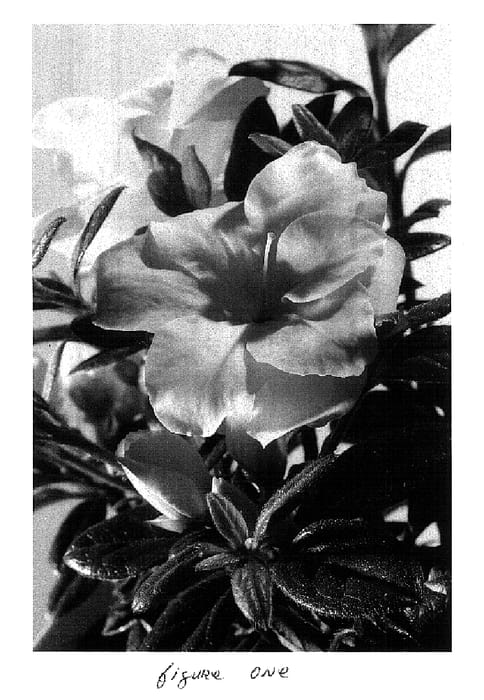 Figure 1 of US plant patent PP18416, the photograph of Mootum printed in the patent.