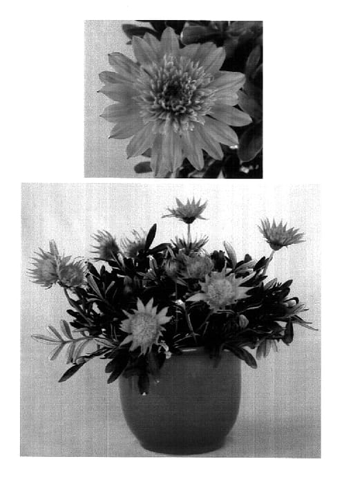 Figure 1 of US plant patent PP18418, the photograph of Suga119 printed in the patent.