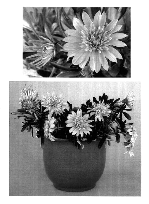 Figure 1 of US plant patent PP18419, the photograph of Suga111 printed in the patent.