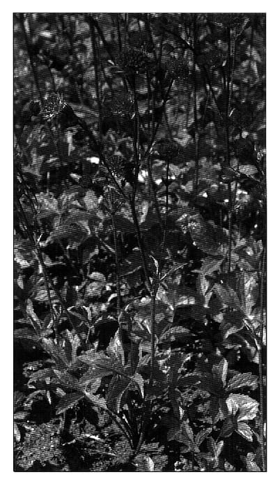 Figure 1 of US plant patent PP18420, the photograph of Venice printed in the patent.