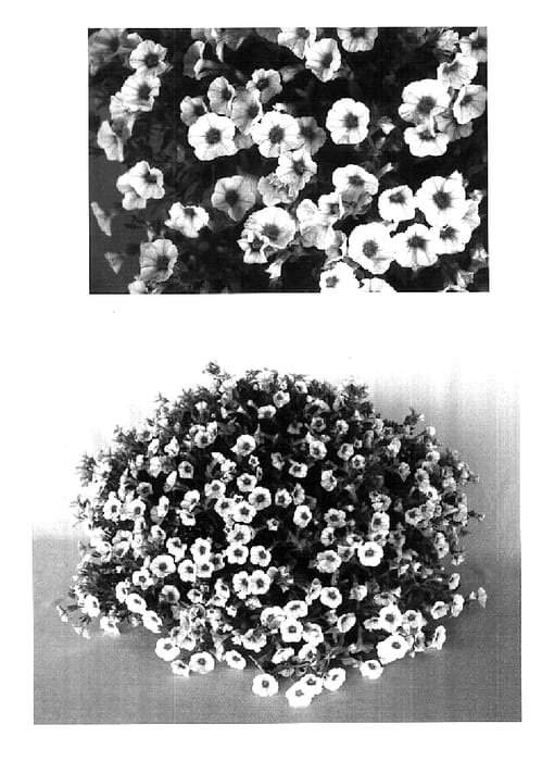 Figure 1 of US plant patent PP18421, the photograph of USCALI212-1 printed in the patent.