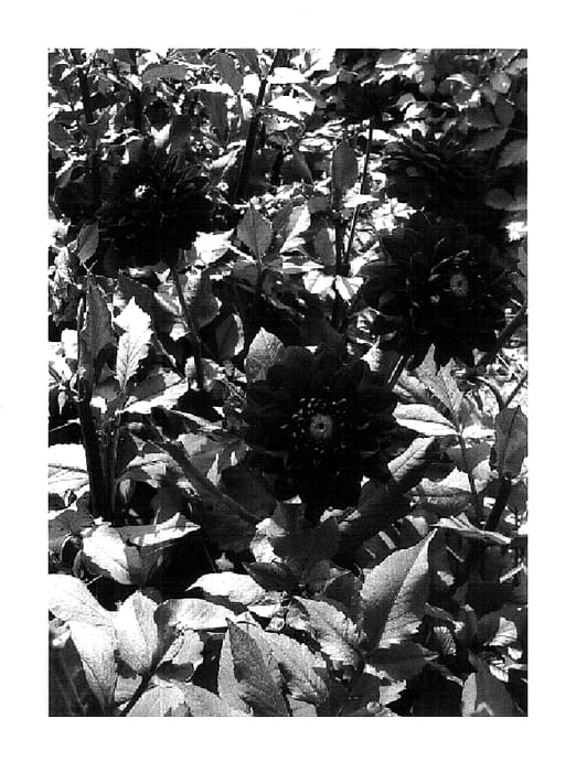 Figure 1 of US plant patent PP18422, the photograph of Karma Choc printed in the patent.