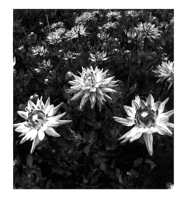 Figure 1 of US plant patent PP18425, the photograph of Karma Pink Corona printed in the patent.