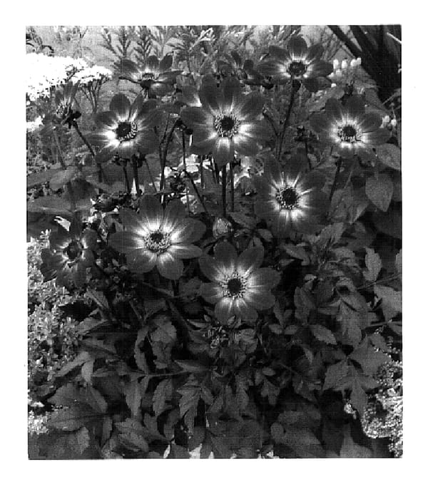 Figure 1 of US plant patent PP18426, the photograph of HS Flame printed in the patent.