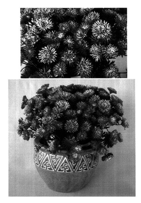 Figure 1 of US plant patent PP18428, the photograph of Supa930 printed in the patent.