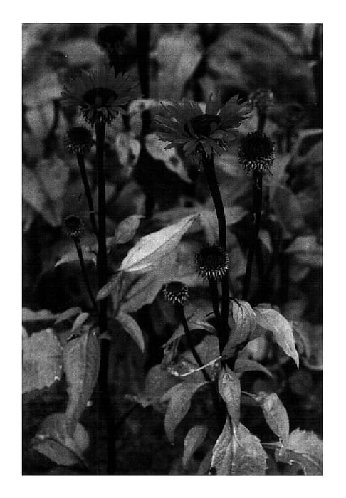 Figure 1 of US plant patent PP18429, the photograph of Fatal Attraction printed in the patent.