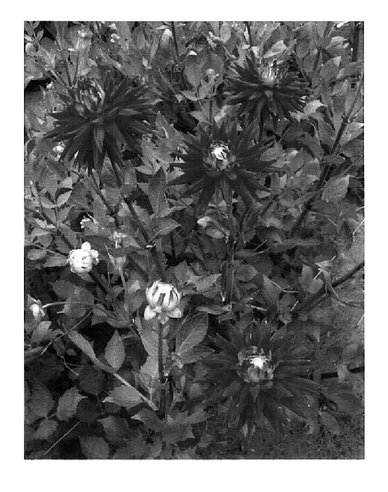 Figure 1 of US plant patent PP18430, the photograph of Karma Red Corona printed in the patent.